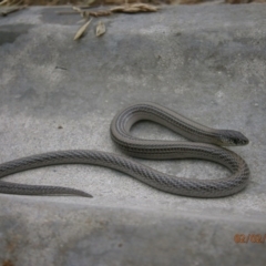 Delma impar (Striped Legless-lizard) at Jerrabomberra, ACT - 2 Feb 2012 by RobSpeirs