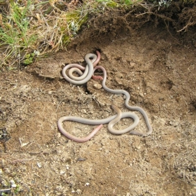 Aprasia parapulchella (Pink-tailed Worm-lizard) at Connolly Street Reserve - 5 Oct 2010 by RobSpeirs