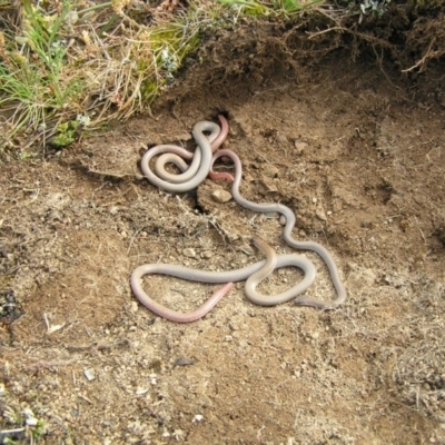 Aprasia parapulchella (Pink-tailed Worm-lizard) at Googong, NSW - 6 Oct 2010 by RobSpeirs