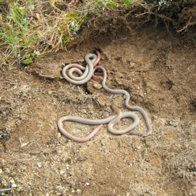 Aprasia parapulchella (Pink-tailed Worm-lizard) at Googong, NSW - 5 Oct 2010 by RobSpeirs