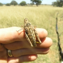 Perunga ochracea at Gungahlin, ACT - 1 Dec 2010