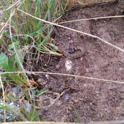 Pseudonaja textilis (Eastern Brown Snake) at Tuggeranong DC, ACT - 8 Oct 2015 by RobSpeirs