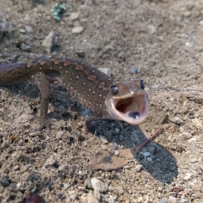 Diplodactylus vittatus (Eastern Stone Gecko) at Googong, NSW - 1 Oct 2015 by RobSpeirs