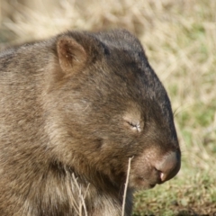 Vombatus ursinus (Common wombat, Bare-nosed Wombat) at Googong Foreshore - 16 Jul 2016 by roymcd