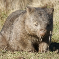 Vombatus ursinus at Burra, NSW - 16 Jul 2016