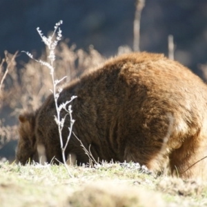 Vombatus ursinus at Burra, NSW - 16 Jul 2016