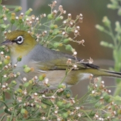 Zosterops lateralis (Silvereye) at Tharwa, ACT - 6 Apr 2016 by MichaelBedingfield