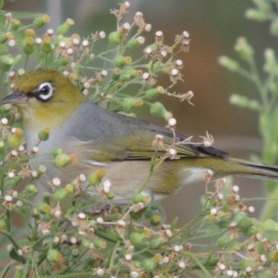 Zosterops lateralis (Silvereye) at Tharwa, ACT - 6 Apr 2016 by MichaelBedingfield