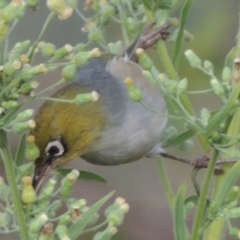 Zosterops lateralis at Tharwa, ACT - 6 Apr 2016