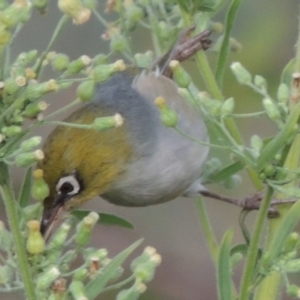 Zosterops lateralis at Tharwa, ACT - 6 Apr 2016 06:17 PM