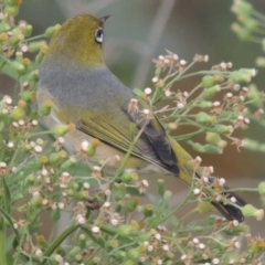 Zosterops lateralis at Tharwa, ACT - 6 Apr 2016 06:17 PM