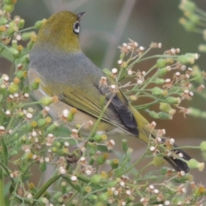 Zosterops lateralis at Tharwa, ACT - 6 Apr 2016