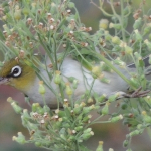 Zosterops lateralis at Tharwa, ACT - 6 Apr 2016 06:17 PM