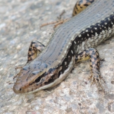 Eulamprus heatwolei (Yellow-bellied Water Skink) at Point Hut to Tharwa - 2 Mar 2016 by MichaelBedingfield