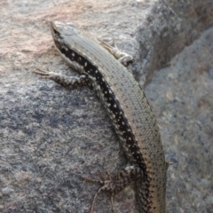 Eulamprus heatwolei at Paddys River, ACT - 2 Mar 2016