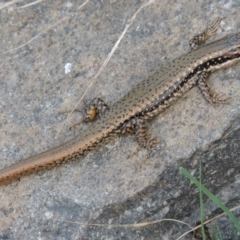 Eulamprus heatwolei at Paddys River, ACT - 2 Mar 2016