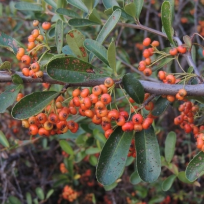 Pyracantha fortuneana (Firethorn) at Paddys River, ACT - 6 Apr 2016 by michaelb