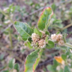 Alternanthera nana (Hairy Joyweed) at Paddys River, ACT - 6 Apr 2016 by MichaelBedingfield