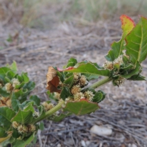 Alternanthera nana at Paddys River, ACT - 6 Apr 2016