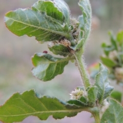 Alternanthera nana at Paddys River, ACT - 6 Apr 2016 06:30 PM