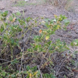 Alternanthera nana at Paddys River, ACT - 6 Apr 2016 06:30 PM