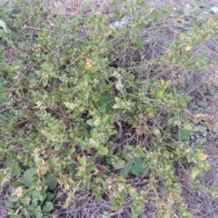 Alternanthera nana at Paddys River, ACT - 6 Apr 2016 06:30 PM