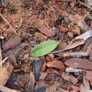 Glossodia major at Canberra Central, ACT - 19 Jul 2016