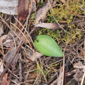 Eriochilus cucullatus at Canberra Central, ACT - suppressed