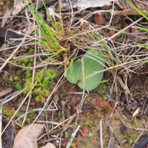 Eriochilus cucullatus at Canberra Central, ACT - 19 Jul 2016