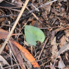 Eriochilus cucullatus at Canberra Central, ACT - suppressed