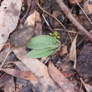 Glossodia major at Canberra Central, ACT - suppressed