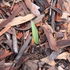 Glossodia major at Canberra Central, ACT - suppressed