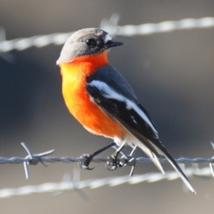 Petroica phoenicea at Burra, NSW - 16 Jul 2016