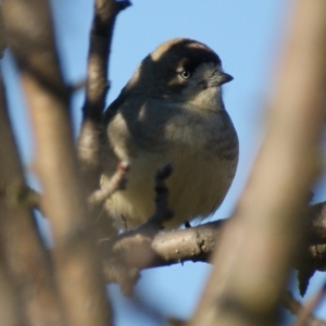 Aphelocephala leucopsis at Burra, NSW - 16 Jul 2016 03:58 PM