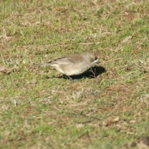 Aphelocephala leucopsis at Burra, NSW - 16 Jul 2016 03:58 PM