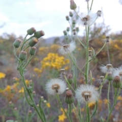 Erigeron bonariensis (Flaxleaf Fleabane) at Point Hut to Tharwa - 10 Feb 2015 by MichaelBedingfield