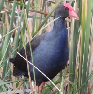 Porphyrio melanotus at Gordon, ACT - 27 Mar 2016