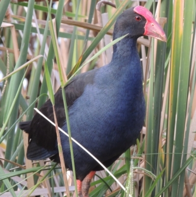 Porphyrio melanotus (Australasian Swamphen) at Gordon, ACT - 27 Mar 2016 by michaelb