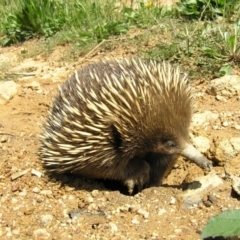 Tachyglossus aculeatus (Short-beaked Echidna) at Coree, ACT - 2 Feb 2010 by RobSpeirs