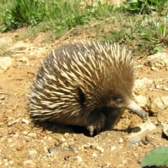 Tachyglossus aculeatus (Short-beaked Echidna) at Coree, ACT - 3 Feb 2010 by RobSpeirs