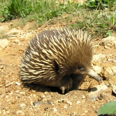 Tachyglossus aculeatus (Short-beaked Echidna) at Coree, ACT - 3 Feb 2010 by RobSpeirs