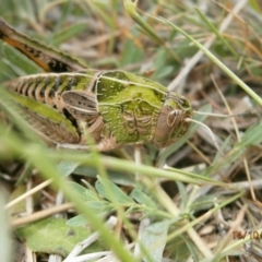 Perunga ochracea (Perunga grasshopper, Cross-dressing Grasshopper) at Jerrabomberra, ACT - 14 Oct 2011 by RobSpeirs