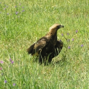 Aquila audax at Harrison, ACT - 3 Nov 2010