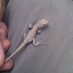 Rankinia diemensis (Mountain Dragon) at Clear Range, NSW - 19 Feb 2013 by RobSpeirs