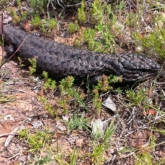 Tiliqua rugosa (Shingleback Lizard) at Carwoola, NSW - 21 Nov 2013 by RobSpeirs