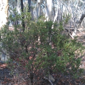 Styphelia triflora at Sutton, ACT - 14 Feb 2013