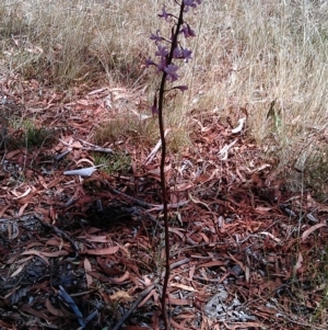 Dipodium roseum at Kowen, ACT - 24 Jan 2013