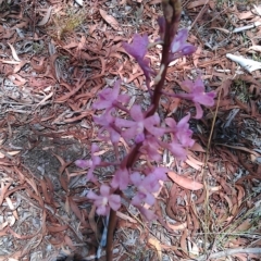 Dipodium roseum at Kowen, ACT - 24 Jan 2013