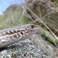 Ctenotus robustus (Robust Striped-skink) at Googong, NSW - 23 Sep 2013 by RobSpeirs