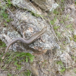 Ctenotus robustus at Googong, NSW - 23 Sep 2013